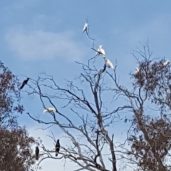 Zanda funerea at O'Malley, ACT - 18 Aug 2018 10:44 AM