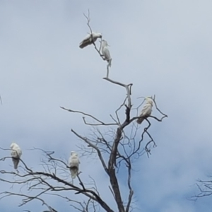 Cacatua galerita at O'Malley, ACT - 18 Aug 2018 10:44 AM