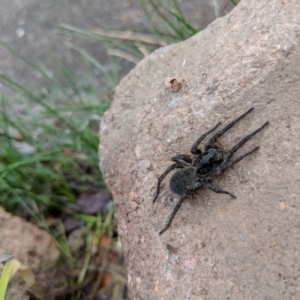 Lycosidae (family) at Hackett, ACT - 18 Aug 2018 01:46 PM