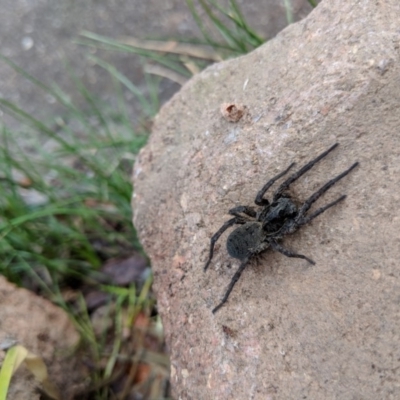 Lycosidae (family) (Wolf spider) at Hackett, ACT - 18 Aug 2018 by WalterEgo