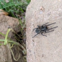 Lycosidae (family) at Hackett, ACT - 18 Aug 2018 01:46 PM