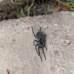 Lycosidae (family) at Hackett, ACT - 18 Aug 2018 01:46 PM