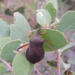 Amorbus sp. (genus) (Eucalyptus Tip bug) at Paddys River, ACT - 7 Jan 2015 by MichaelBedingfield