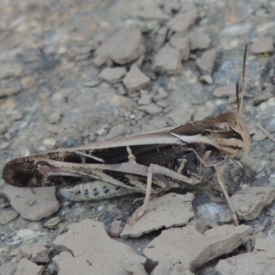 Gastrimargus musicus (Yellow-winged Locust or Grasshopper) at Paddys River, ACT - 3 Jan 2015 by michaelb