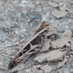 Gastrimargus musicus at Paddys River, ACT - 3 Jan 2015 07:40 PM