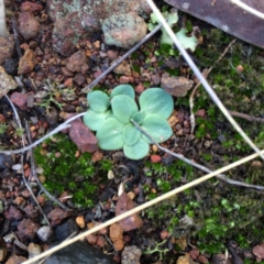 Unidentified Orchid at Mount Majura - 19 Aug 2018 by petersan