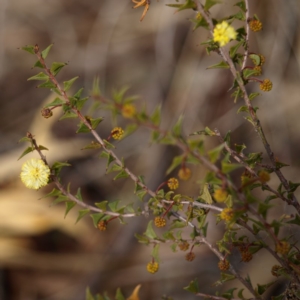 Acacia gunnii at Belconnen, ACT - 17 Aug 2018