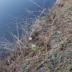 Hydromys chrysogaster (Rakali or Water Rat) at Queanbeyan, NSW - 19 Aug 2018 by BenW