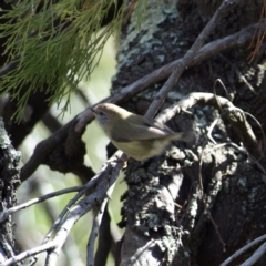 Acanthiza lineata (Striated Thornbill) at Belconnen, ACT - 17 Aug 2018 by MatthewFrawley