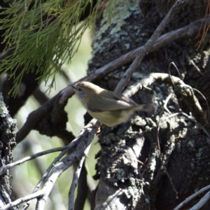 Acanthiza lineata at Belconnen, ACT - 17 Aug 2018 11:37 AM