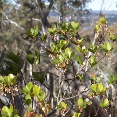 Arbutus unedo (Strawberry Tree) at Aranda, ACT - 17 Aug 2018 by MatthewFrawley