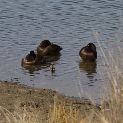 Aythya australis (Hardhead) at Michelago, NSW - 27 Jul 2018 by Illilanga