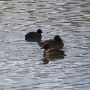 Aythya australis at Michelago, NSW - 27 Jul 2018 11:27 AM