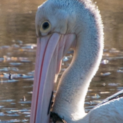 Pelecanus conspicillatus (Australian Pelican) at Forde, ACT - 14 Aug 2018 by SWishart