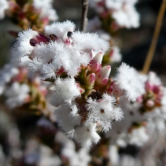 Leucopogon attenuatus (Small-leaved Beard Heath) at Environa, NSW - 18 Aug 2018 by Wandiyali