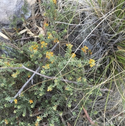 Pultenaea procumbens (Bush Pea) at Michelago, NSW - 15 Oct 2015 by Illilanga