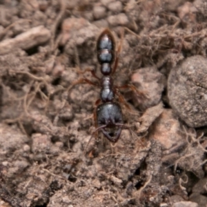 Amblyopone australis at Stromlo, ACT - 15 Aug 2018