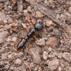 Amblyopone australis at Stromlo, ACT - 15 Aug 2018