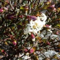 Pimelea linifolia (Slender Rice Flower) at Tralee, NSW - 18 Aug 2018 by Wandiyali