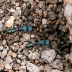 Rhytidoponera metallica (Greenhead ant) at Stromlo, ACT - 15 Aug 2018 by SWishart