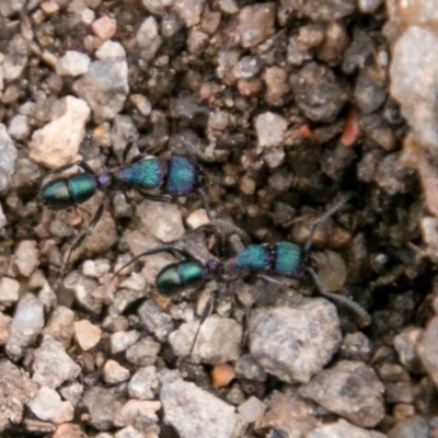 Rhytidoponera metallica (Greenhead ant) at Stromlo, ACT - 15 Aug 2018 by SWishart
