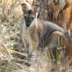Notamacropus rufogriseus (Red-necked Wallaby) at Rendezvous Creek, ACT - 18 Aug 2018 by CorinPennock