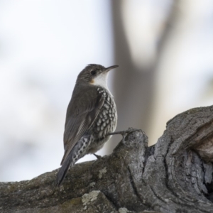 Cormobates leucophaea at Gungahlin, ACT - 17 Aug 2018