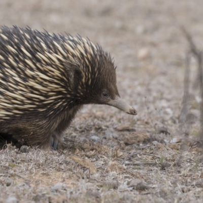 Tachyglossus aculeatus (Short-beaked Echidna) at Forde, ACT - 17 Aug 2018 by AlisonMilton