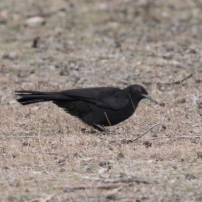 Corcorax melanorhamphos (White-winged Chough) at Forde, ACT - 17 Aug 2018 by Alison Milton
