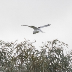 Elanus axillaris (Black-shouldered Kite) at Forde, ACT - 17 Aug 2018 by Alison Milton