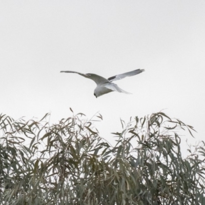 Elanus axillaris (Black-shouldered Kite) at Forde, ACT - 17 Aug 2018 by AlisonMilton