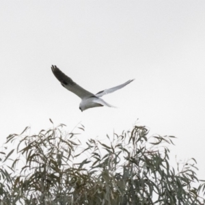 Elanus axillaris at Forde, ACT - 17 Aug 2018