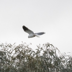 Elanus axillaris at Forde, ACT - 17 Aug 2018