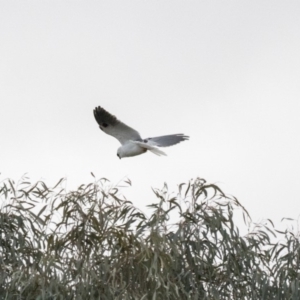 Elanus axillaris at Forde, ACT - 17 Aug 2018