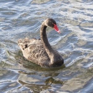 Cygnus atratus at Gungahlin, ACT - 17 Aug 2018