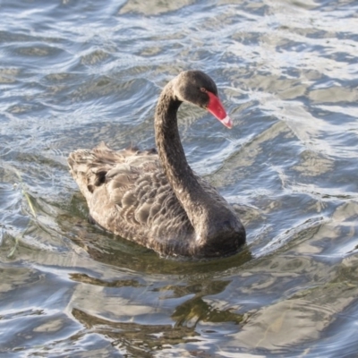 Cygnus atratus (Black Swan) at Gungahlin, ACT - 17 Aug 2018 by AlisonMilton