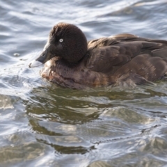 Aythya australis (Hardhead) at Gungahlin, ACT - 17 Aug 2018 by AlisonMilton