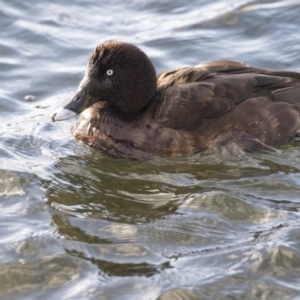 Aythya australis at Gungahlin, ACT - 17 Aug 2018