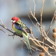 Platycercus eximius (Eastern Rosella) at Gungahlin, ACT - 17 Aug 2018 by Alison Milton