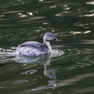 Poliocephalus poliocephalus at Gungahlin, ACT - 17 Aug 2018