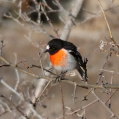 Petroica boodang (Scarlet Robin) at Googong, NSW - 19 Aug 2018 by Wandiyali