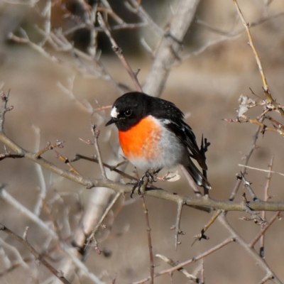 Petroica boodang (Scarlet Robin) at Wandiyali-Environa Conservation Area - 18 Aug 2018 by Wandiyali