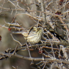 Pyrrholaemus sagittatus (Speckled Warbler) at Googong, NSW - 18 Aug 2018 by Wandiyali