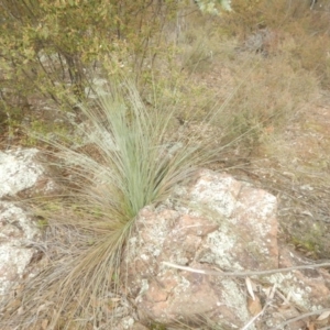 Xanthorrhoea glauca subsp. angustifolia at Coree, ACT - suppressed