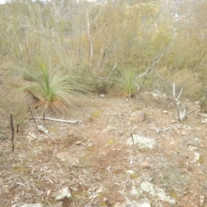 Xanthorrhoea glauca subsp. angustifolia at Coree, ACT - suppressed