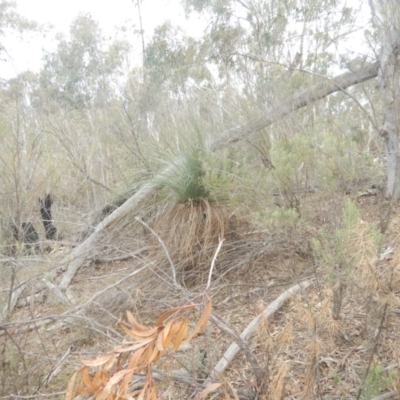 Xanthorrhoea glauca subsp. angustifolia (Grey Grass-tree) at Coree, ACT - 17 Aug 2018 by MichaelMulvaney