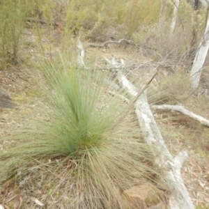 Xanthorrhoea glauca subsp. angustifolia at Coree, ACT - 17 Aug 2018