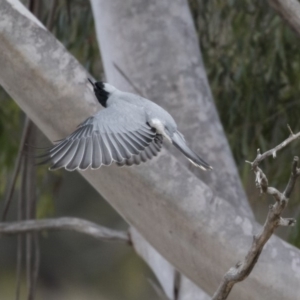 Coracina novaehollandiae at Belconnen, ACT - 19 Aug 2018