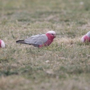 Eolophus roseicapilla at Belconnen, ACT - 19 Aug 2018