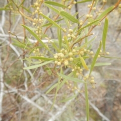 Acacia verniciflua (Varnish Wattle) at Coree, ACT - 17 Aug 2018 by MichaelMulvaney